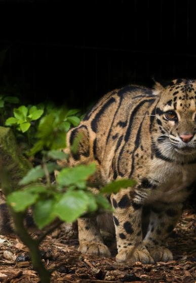 cllouded leopard