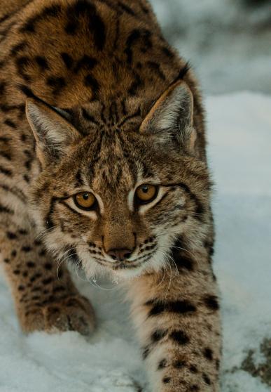 eurasian lynx in the snow