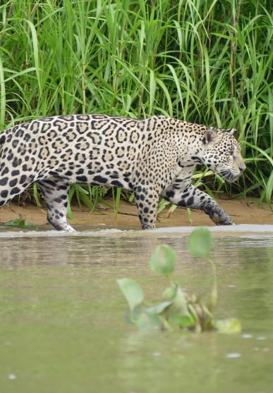 jaguar in pantanal