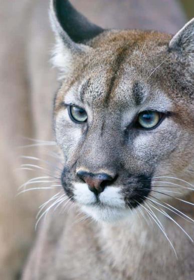 puma