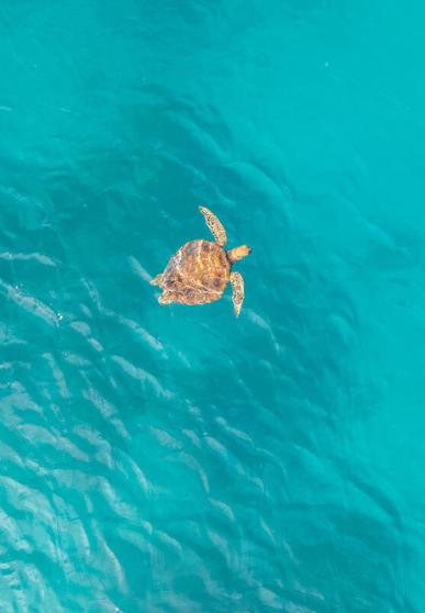 seaturtle