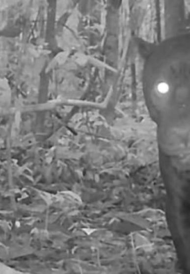 jaguar camera trap